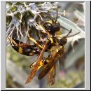 Cerceris rybyensis - Knotenwespe 03 Paarung.jpg